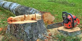 Best Tree Maintenance Programs  in Carthage, TX