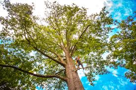 How Our Tree Care Process Works  in  Carthage, TX