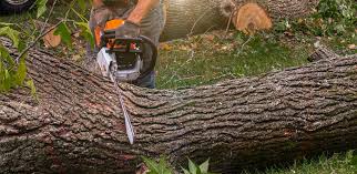 Best Stump Grinding and Removal  in Carthage, TX