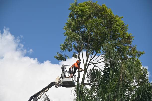 Best Fruit Tree Pruning  in Carthage, TX