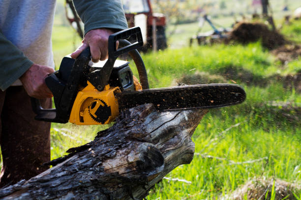 Best Firewood Processing and Delivery  in Carthage, TX
