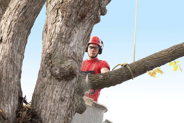 Best Tree and Shrub Care  in Carthage, TX